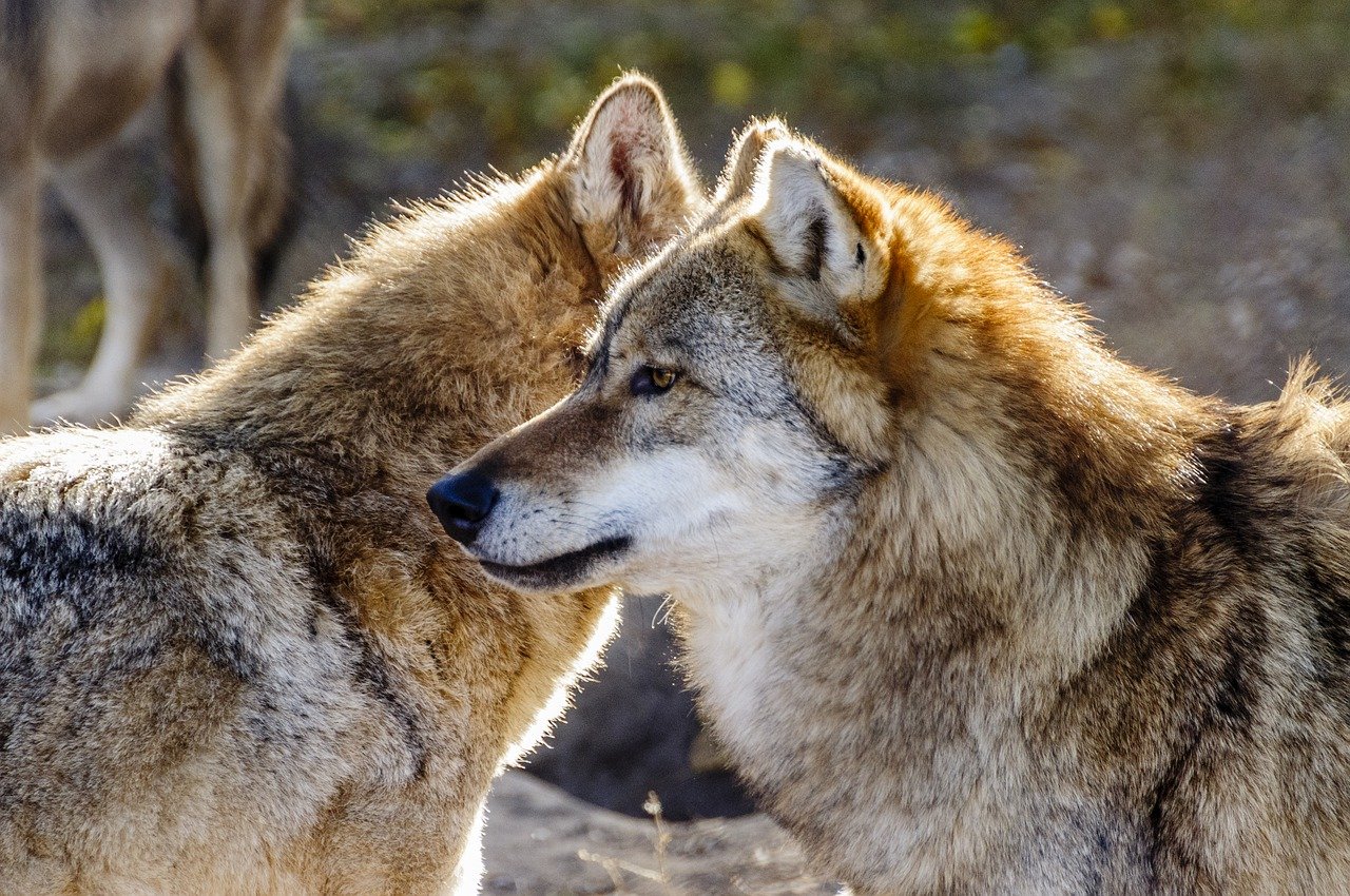 La vallée des loups > Boutique - Salamandre > Boutique - Salamandre